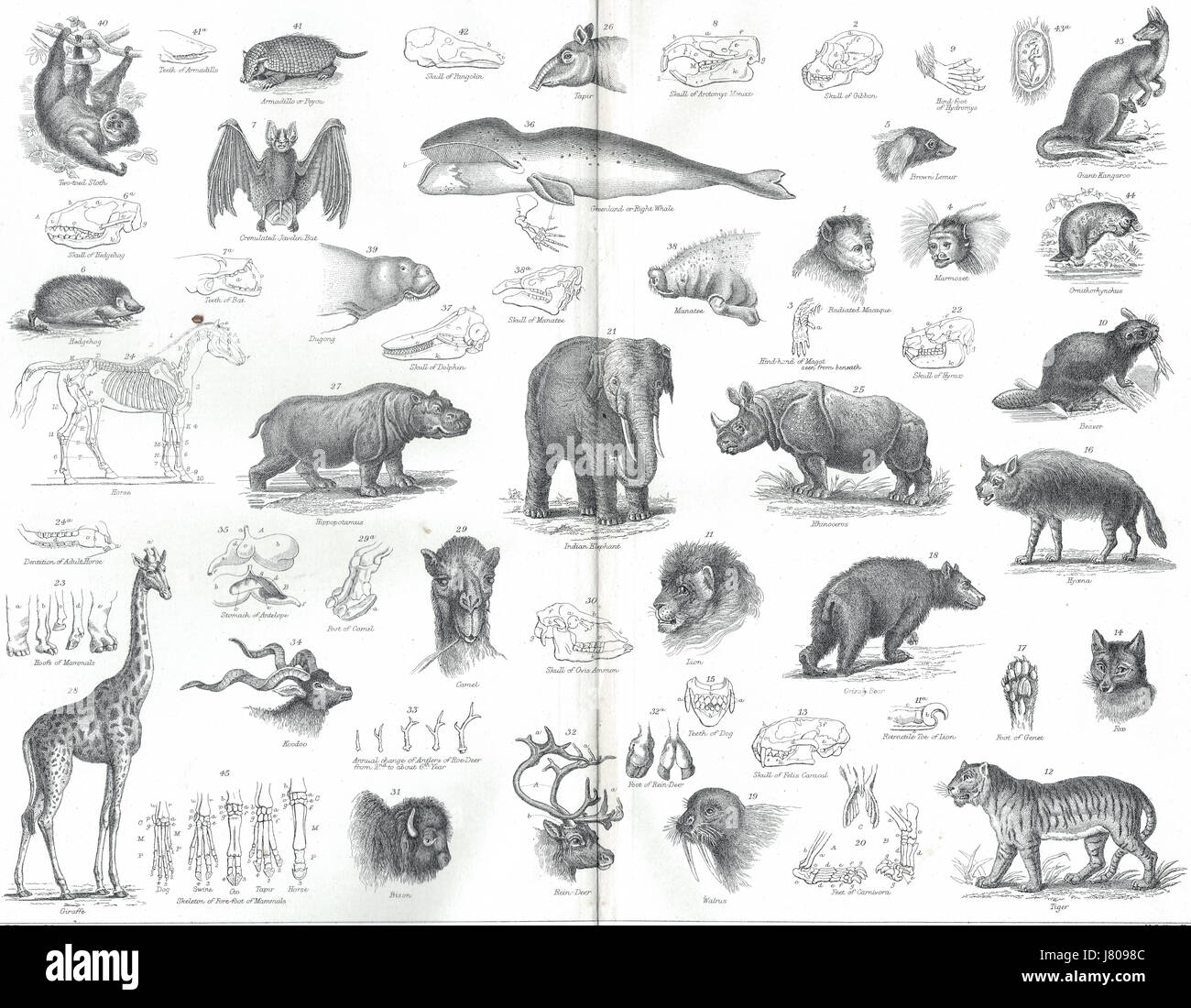 Structure & classification des mammifères 19e siècle illustration Banque D'Images