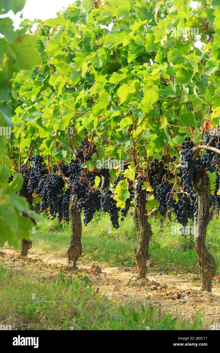 France, Gironde, Saint Emilion, classée au Patrimoine Mondial de l'UNESCO, l'appellation Grand Cru prêt à être moissonné Banque D'Images