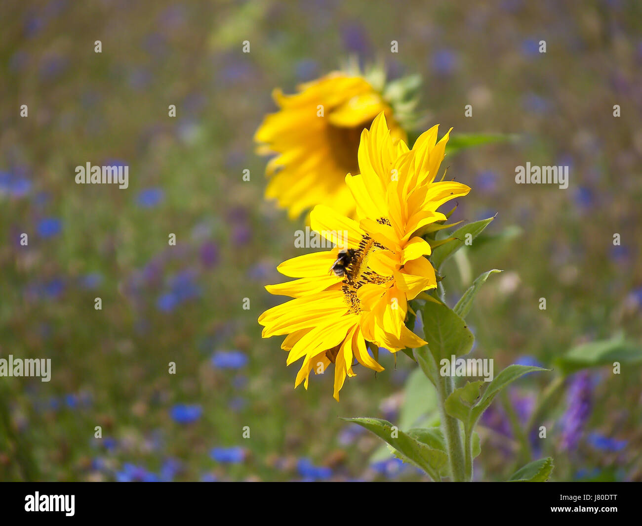 Jardin d'été à bumblebee summerly soleil printemps tournesols champ de tournesol Banque D'Images