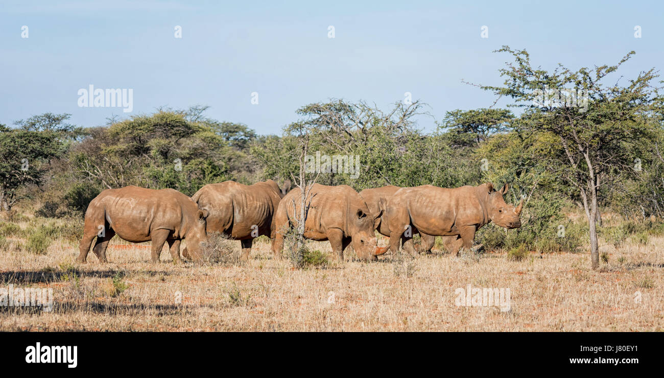 Un groupe de cinq rhinocéros blanc du sud de savane africaine Banque D'Images