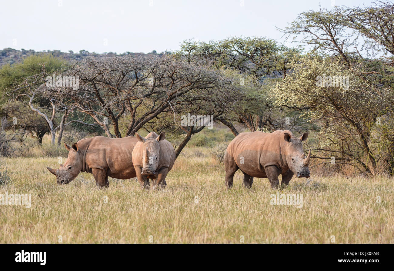 Trois rhinocéros blanc du sud de savane africaine Banque D'Images