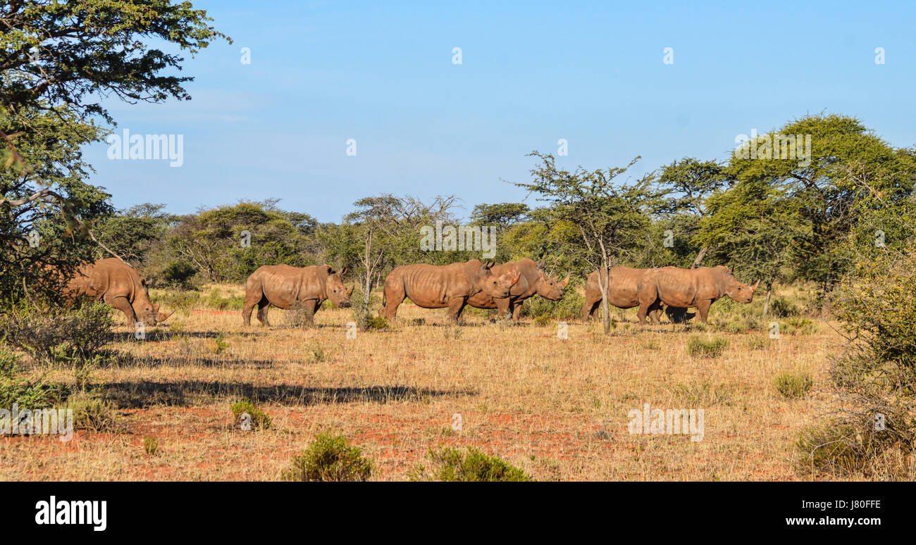 Un groupe de cinq rhinocéros blanc du sud de savane africaine Banque D'Images