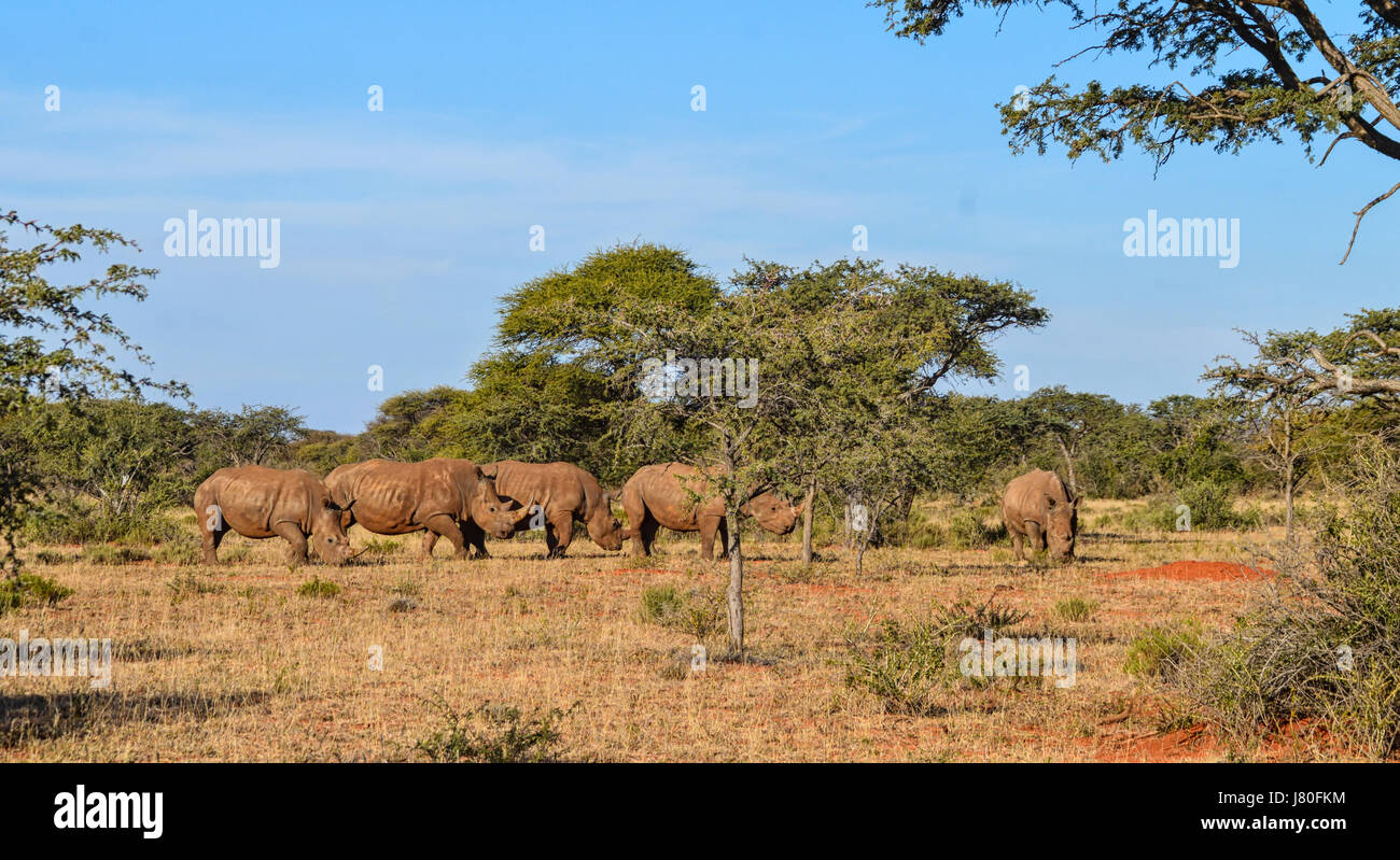 Un groupe de cinq rhinocéros blanc du sud de savane africaine Banque D'Images