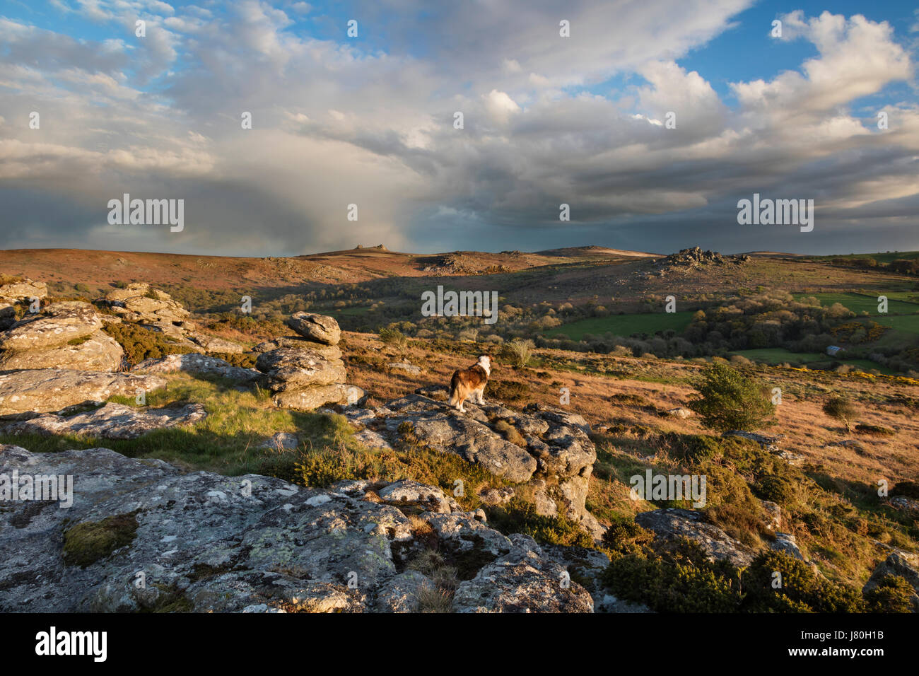 Colley chien donnant sur la vue de Hayne bas sur le Dartmoor vers The Haytor, Saddle Tor, Hound Tor et Rippon Tor Banque D'Images