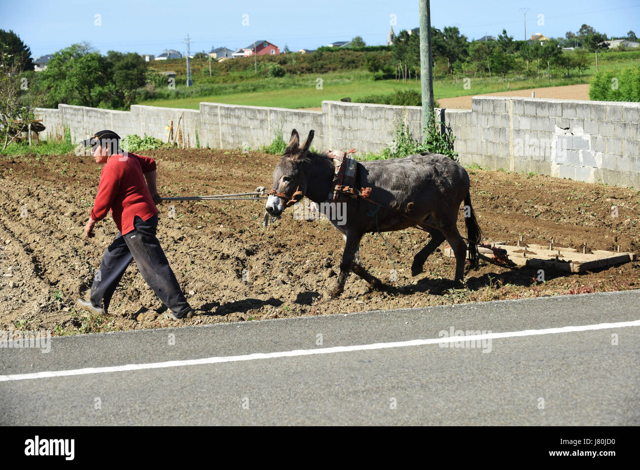 Femme agricultrice labourant la terre à l'aide d'un âne en Galice dans le nord de l'Espagne. Labour de terrain agriculture agricole espagnol Espania Banque D'Images