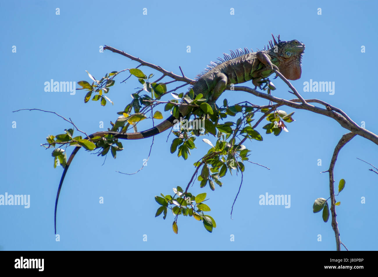 Un iguane en hauteur sur une branche d'arbre. Rien, mais ciel bleu en arrière-plan Banque D'Images