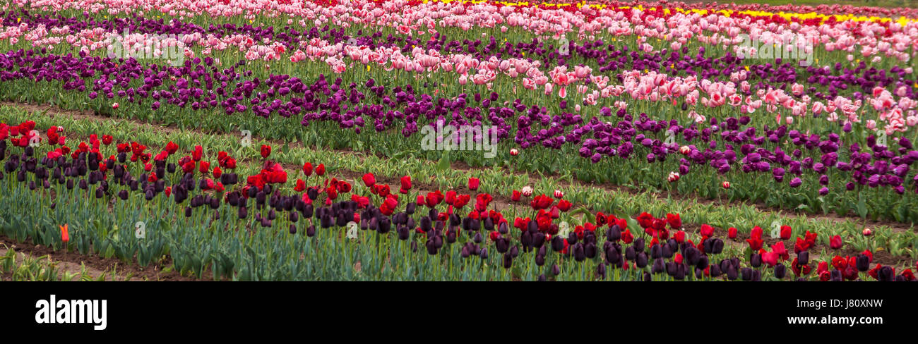 Indira Gandhi Memorial Tulip Garden Cheshmashahi Srinagar Banque D'Images