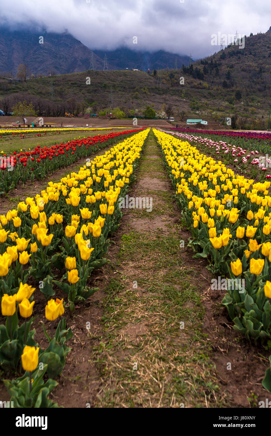 Indira Gandhi Memorial Tulip Garden Cheshmashahi Srinagar Banque D'Images