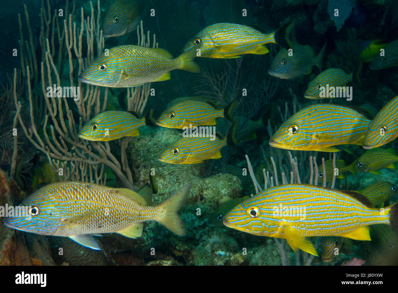 Les écoles sont grunts sont communément observés lors de la plongée sous-marine sur les récifs coralliens Banque D'Images