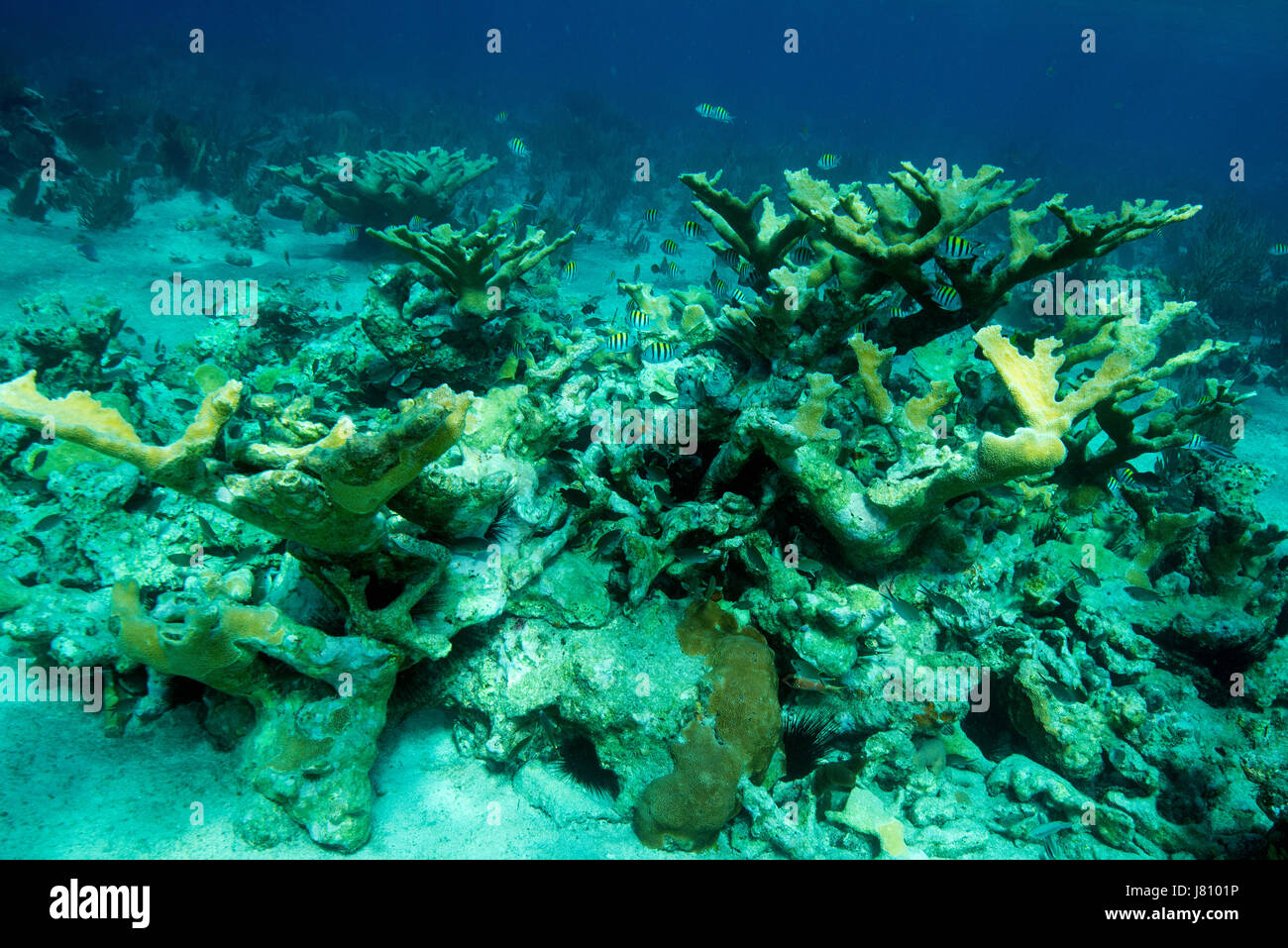 Les croissances en bonne santé de l'Elkhorn coral est un site d'accueil dans le Queen's Gardens, Cuba Banque D'Images Les croissances en bonne santé de l'Elkhorn coral est un site d'accueil dans le Queen's Gardens, Cuba Banque D'Images