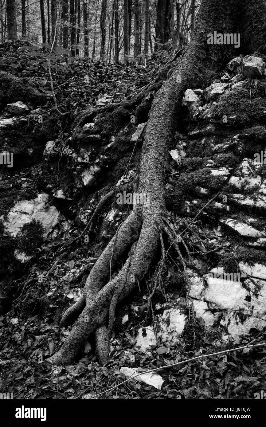 Le noir et blanc de racines tordues et rochers blancs dans une forêt- Slovénie Banque D'Images