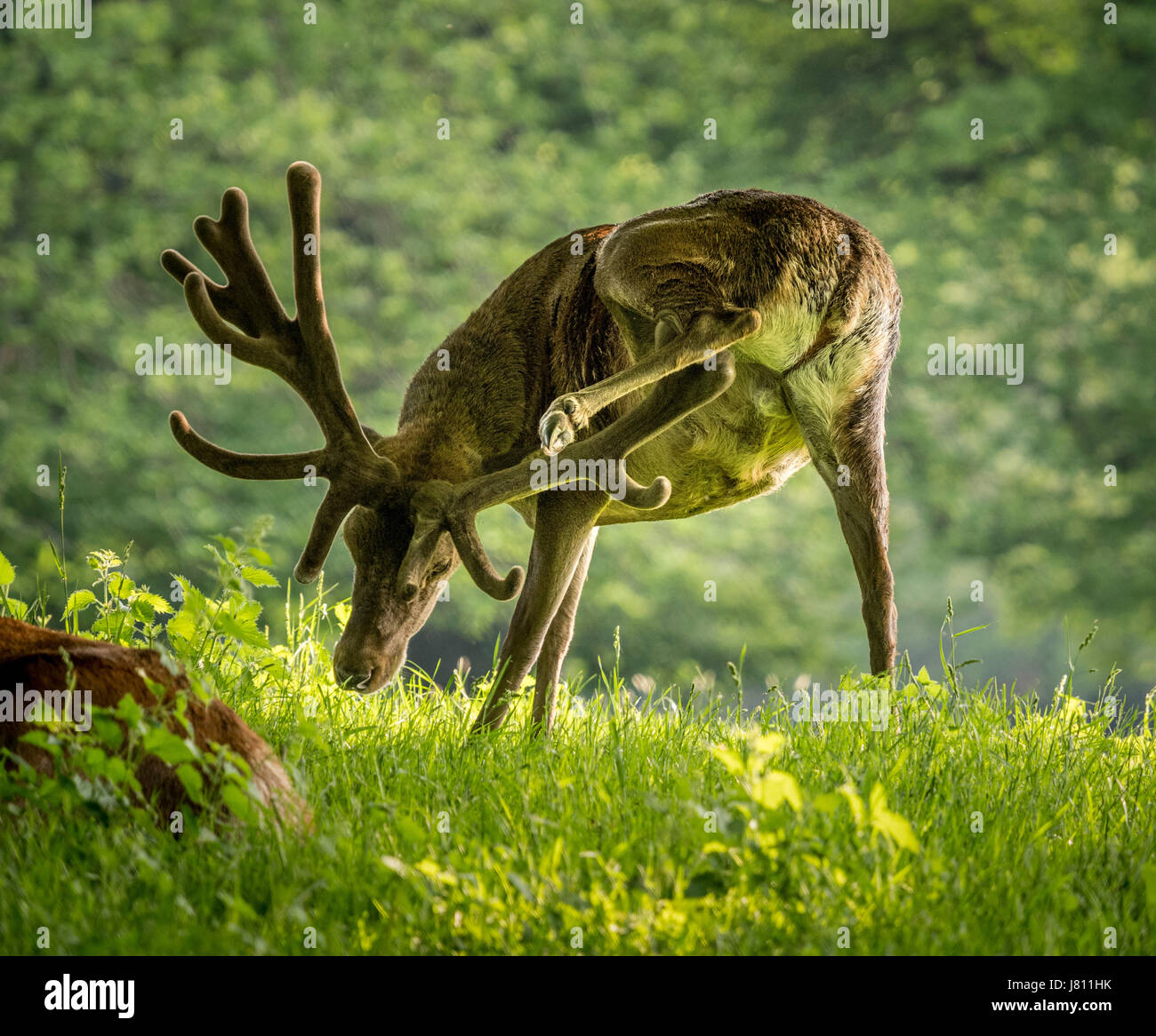Red Deer, Wollaton Park, Nottingham, Royaume-Uni. Banque D'Images