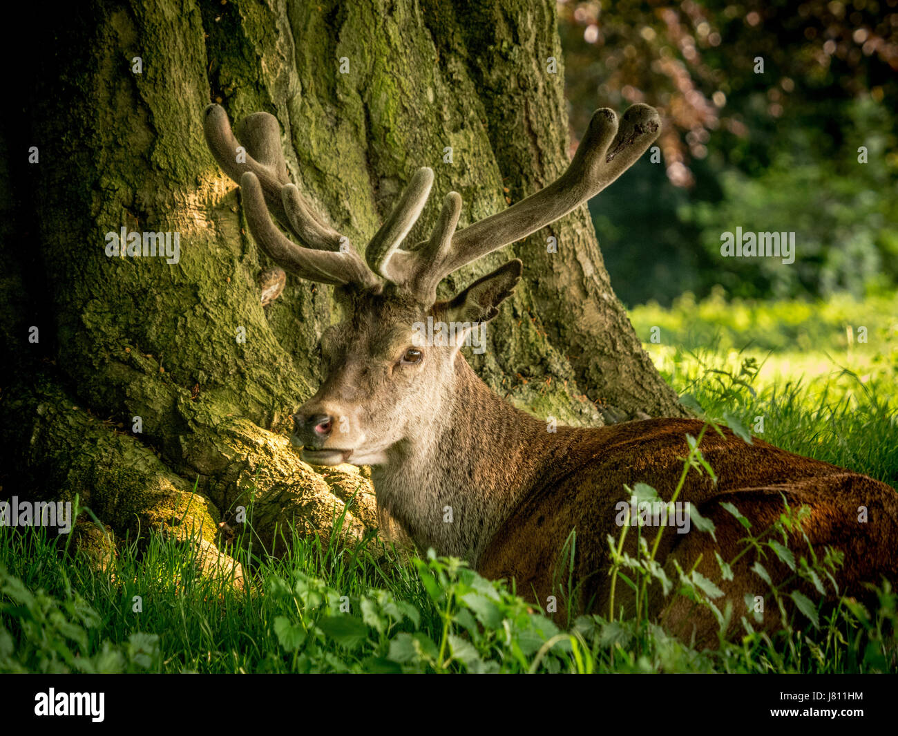 Red Deer, Wollaton Park, Nottingham, Royaume-Uni. Banque D'Images