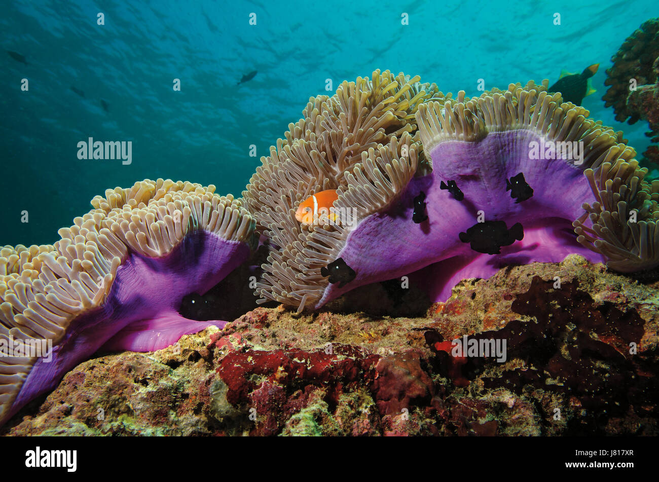 Putois poissons clowns, Amphiprion nigripes, abritant de magnifiques récifs coralliens sur Anémone dans Bathala, Maldives Banque D'Images