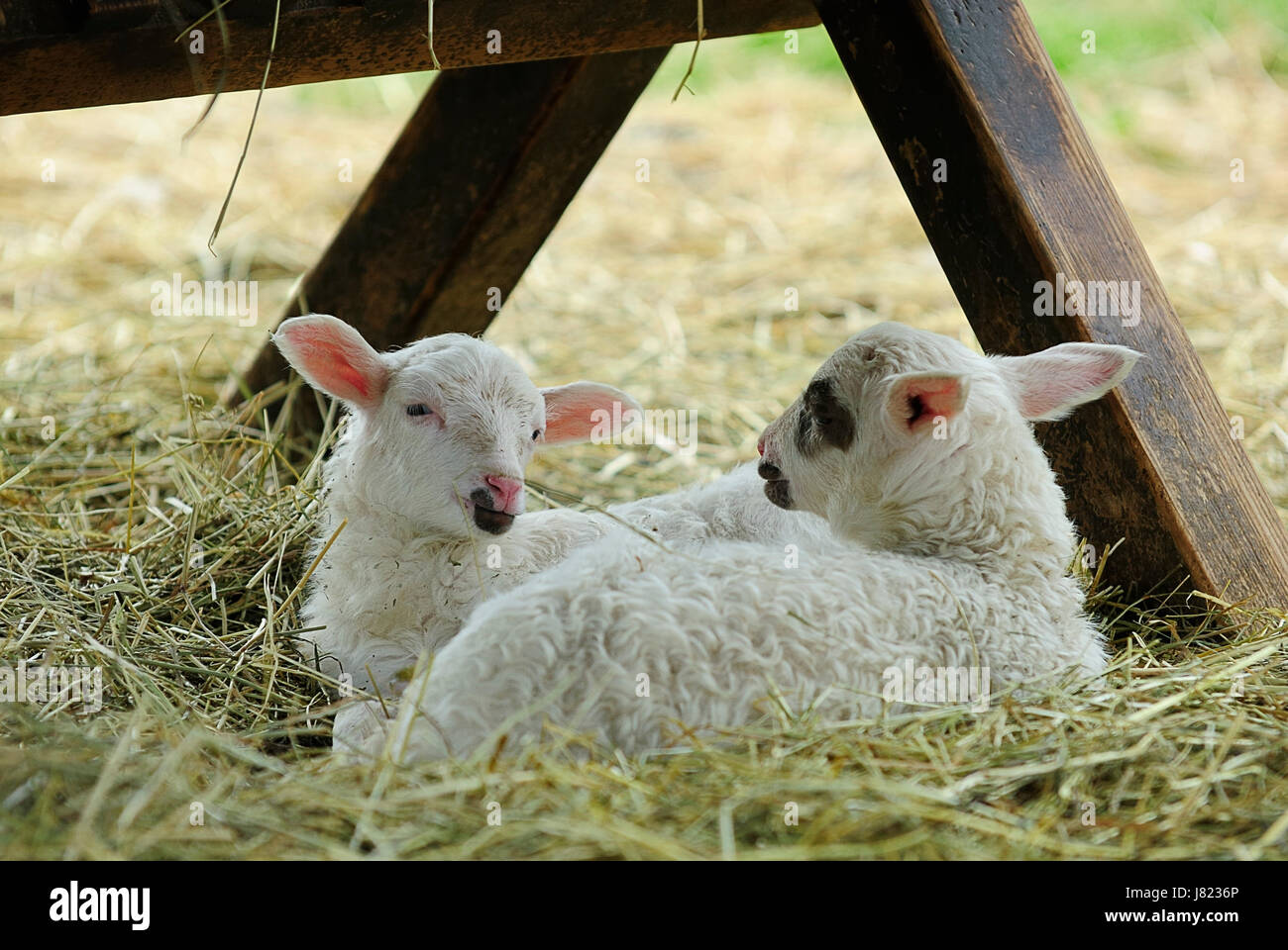La laine vierge de race blanche européenne européenne blanche peau