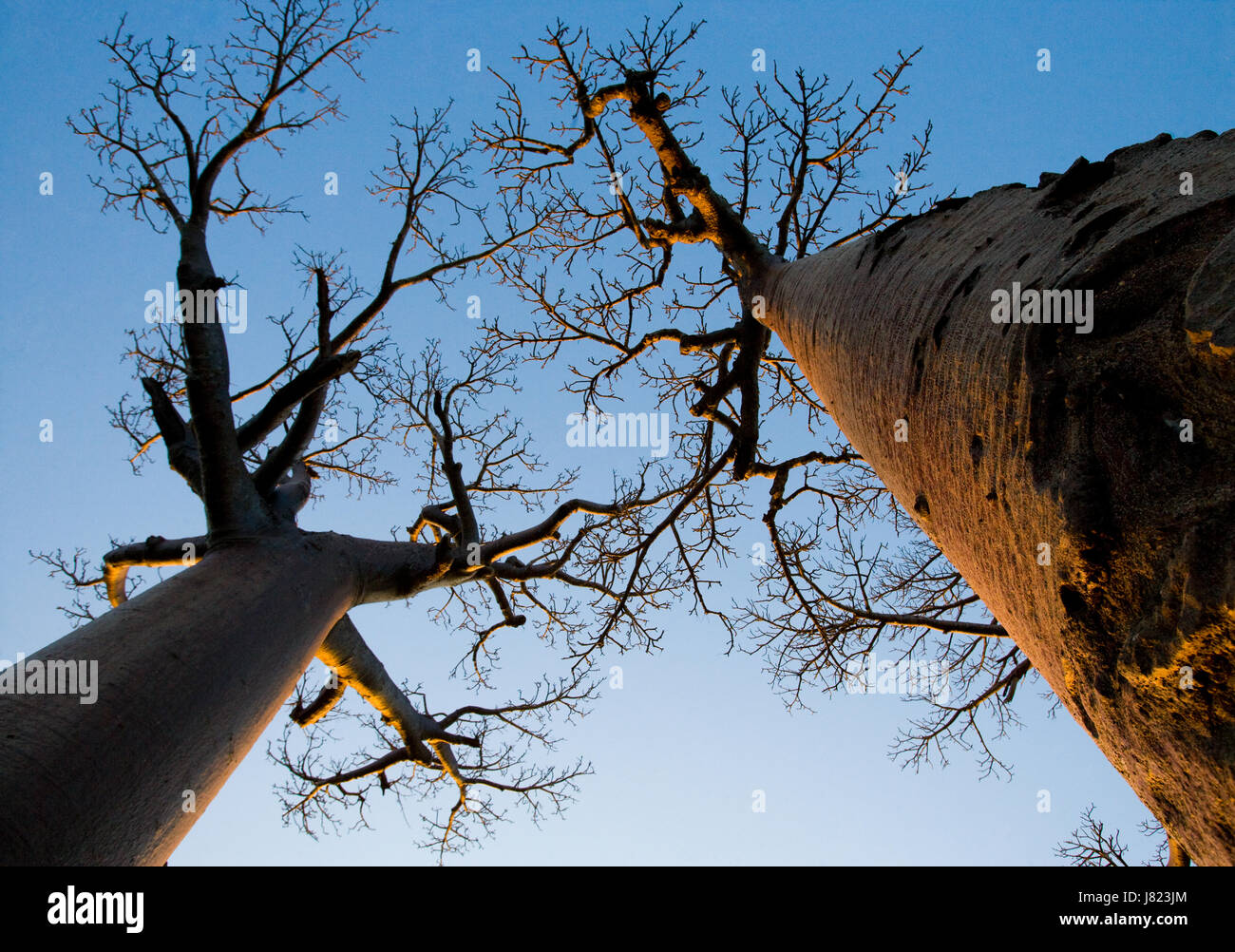 Baobab sur fond bleu ciel. Madagascar. Banque D'Images
