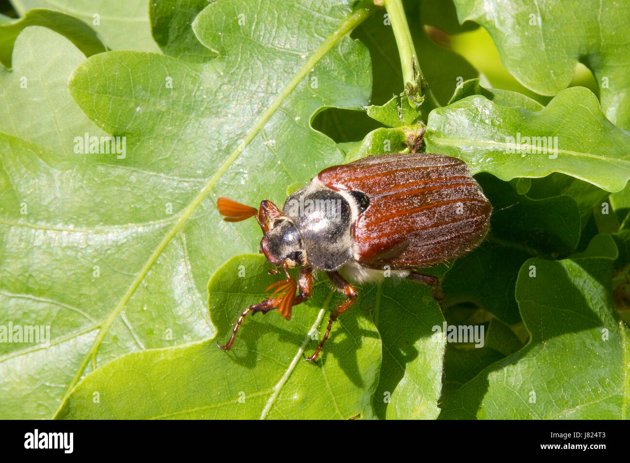 Beetle insecte macro printemps chêne peut cockchafer close-up admission macro close up Banque D'Images
