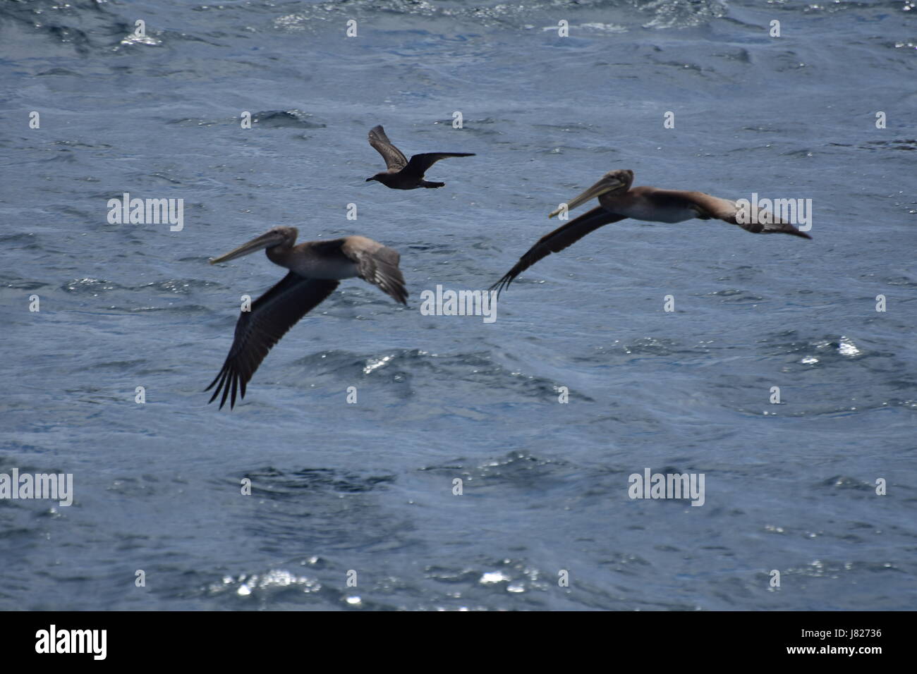 Des pélicans en vol au large de la Channel Islands National Park en Californie Banque D'Images