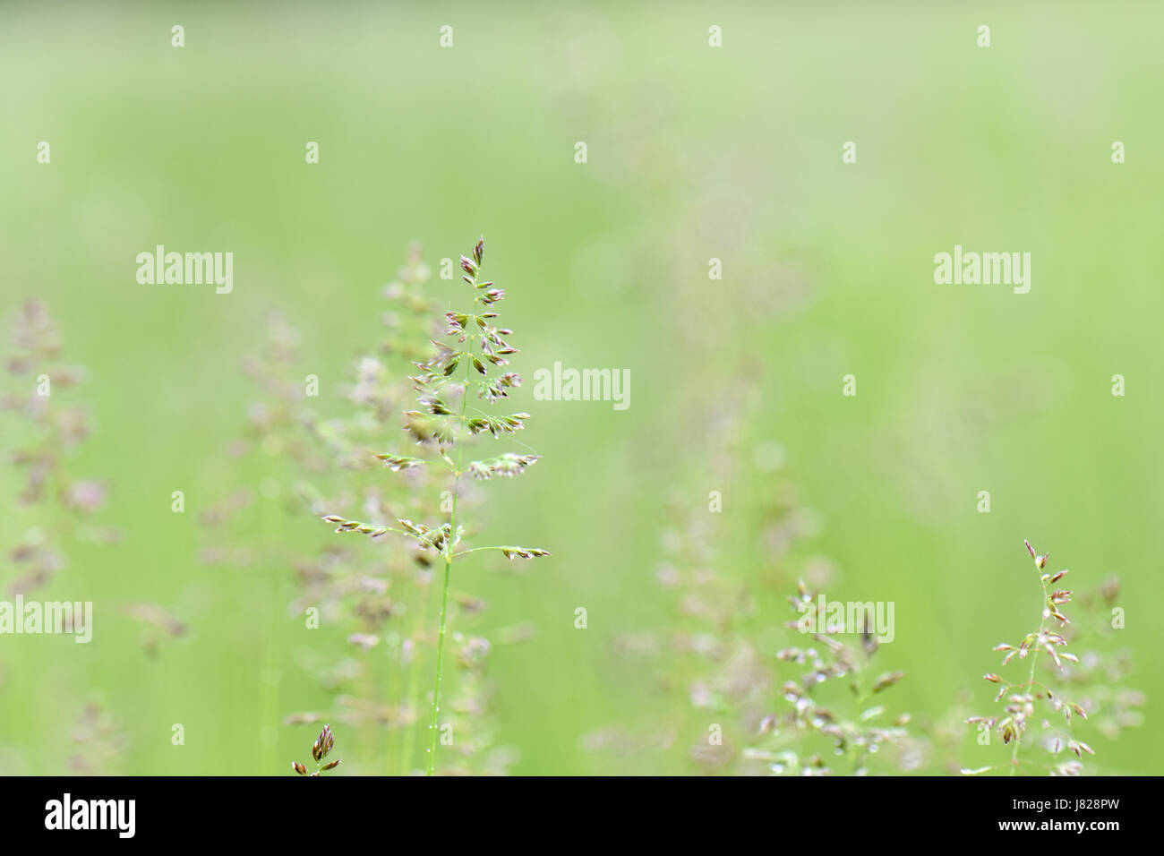 Les herbes de prairie dans la vague du matin. Banque D'Images