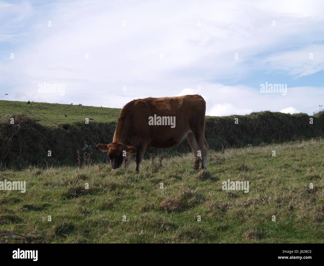 La Photographie animalière Banque D'Images