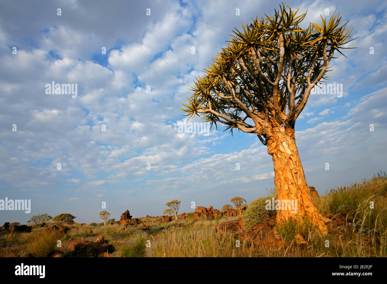 La Namibie arbre paysage nature paysage d'aloès campagne carquois nuages ciel Banque D'Images