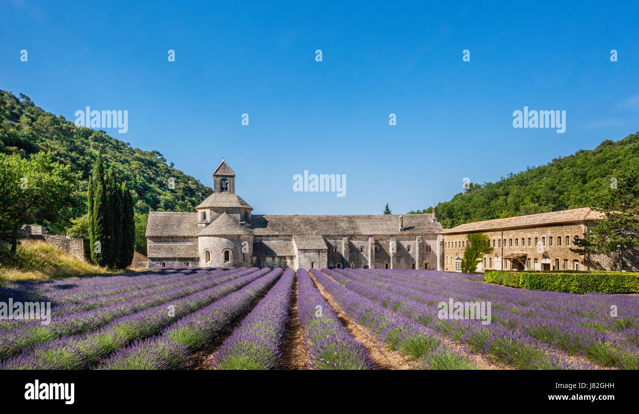 France, Provence-Alpes-Côte d'Azur, Vaucluse, Luberon, Abbaye de Sénanque, Abbaye Notre-Dame de Sénanque, vue de l'abbaye cistercienne avec champ de lavande Banque D'Images