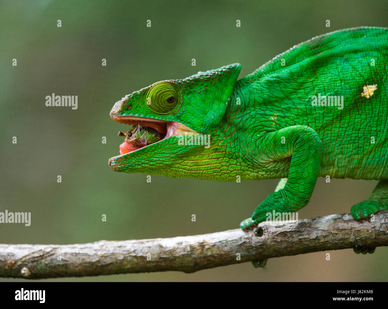 Le caméléon mange des insectes. Gros plan. Madagascar. Banque D'Images