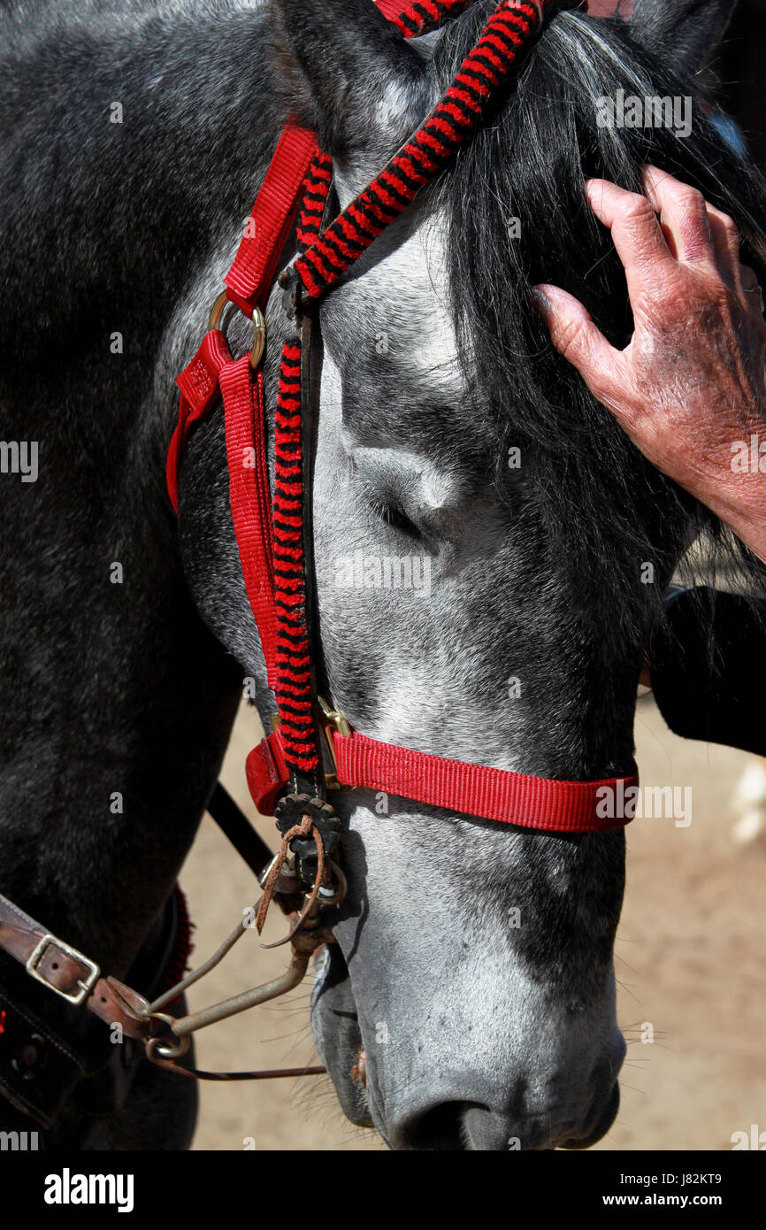 Ride horse animal sauvage animal mammifère face portrait champ d'organes de l'œil noir Animaux Banque D'Images