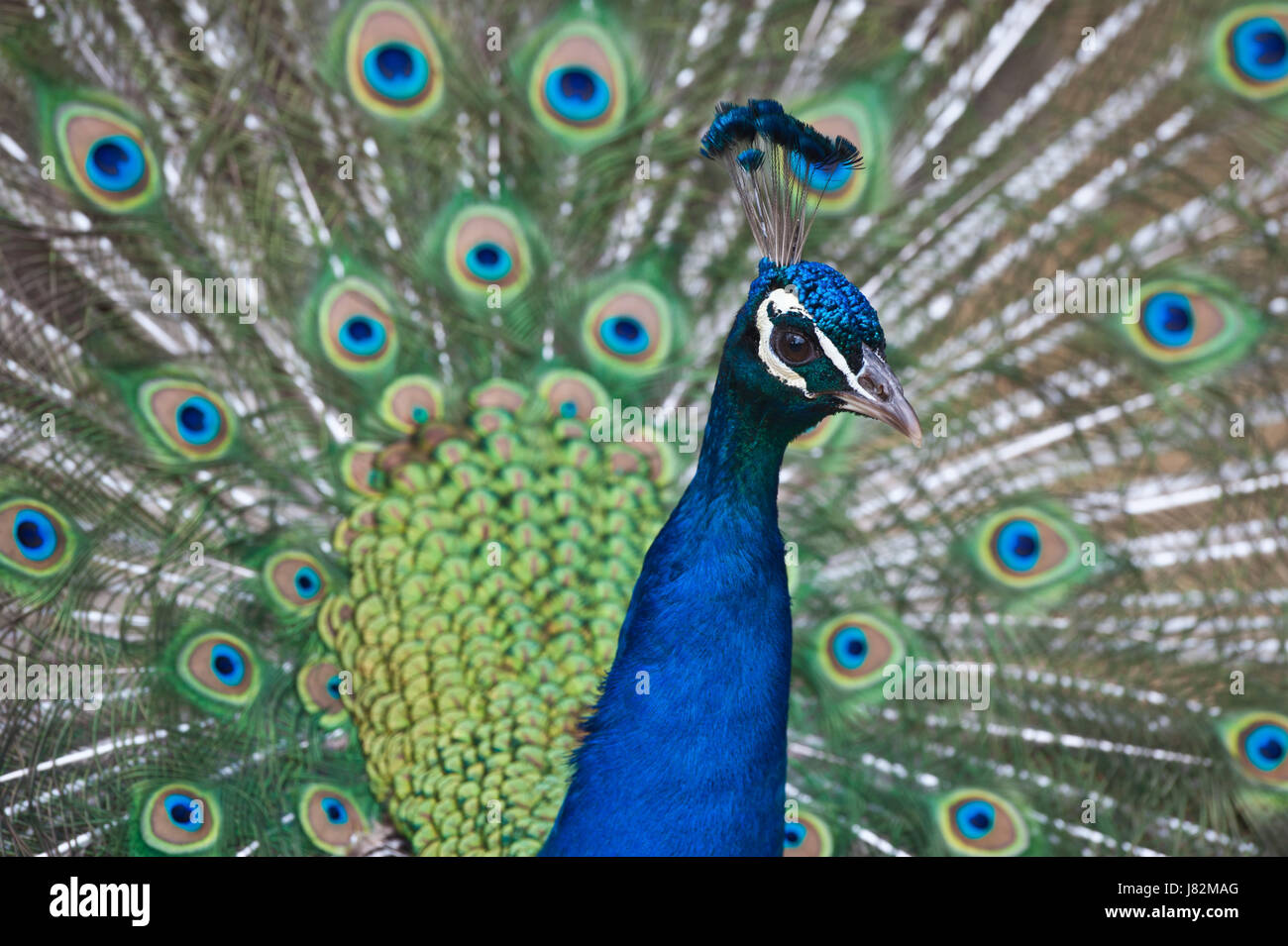 Les Oiseaux De Loiseau Bleu Plus Bleu Paon Bleu Belle