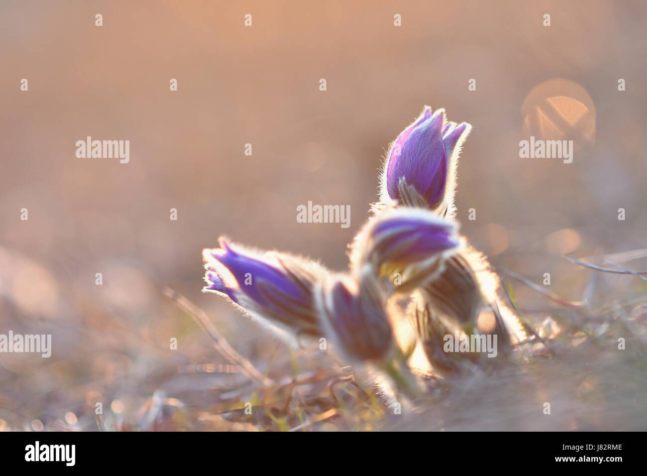 Les fleurs du printemps. Floraison magnifique pasque flower et sun avec un fond de couleur naturelle. (Pulsatilla grandis) Banque D'Images