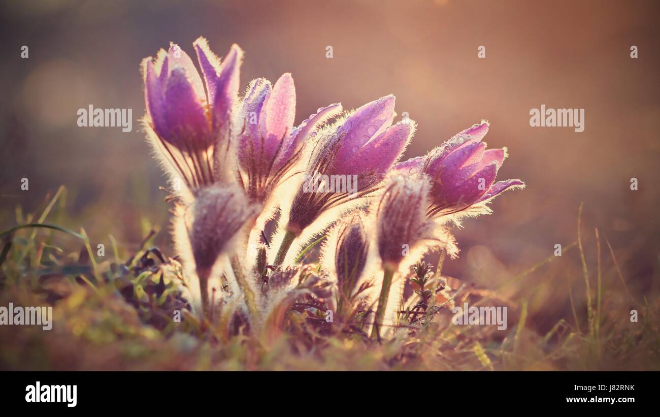 Les fleurs du printemps. Floraison magnifique pasque flower et sun avec un fond de couleur naturelle. (Pulsatilla grandis) Banque D'Images