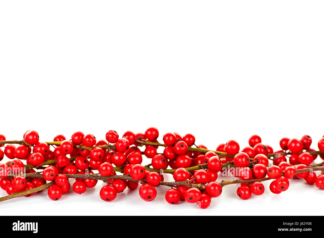 Branches d'hiver noël baies baie de houx de Noël rouge x-mas isolé à la frontière Banque D'Images