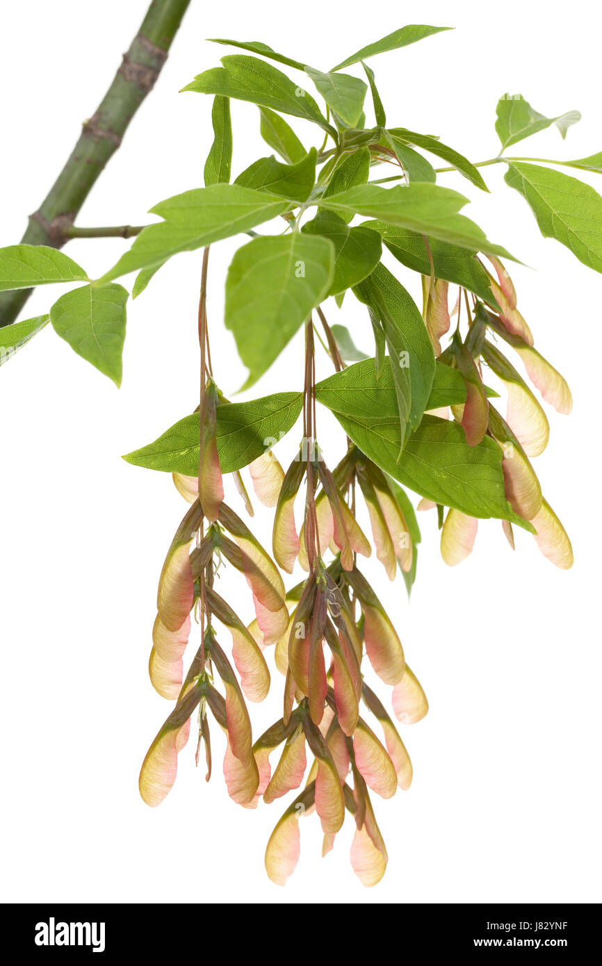 Branche d'arbre d'érable fruits plante feuille macro close-up admission macro vue rapprochée Banque D'Images