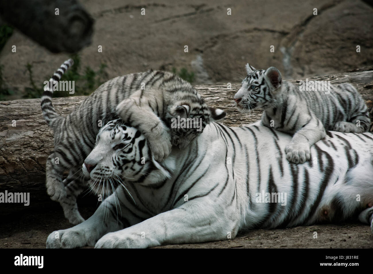 Deux oursons d'un tigre blanc jouer avec maman (tigresse) Banque D'Images