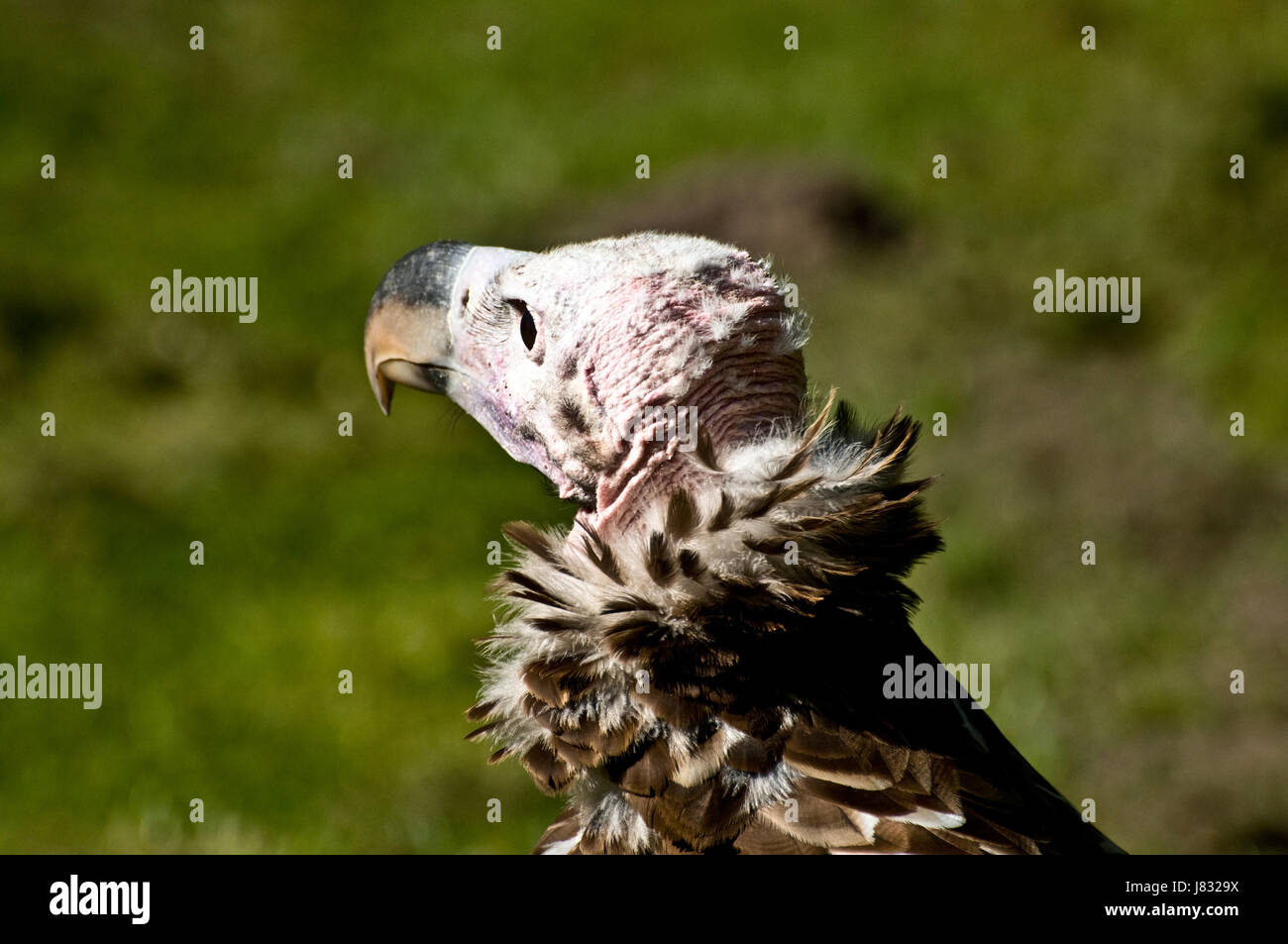 Afrique de l'oiseau prédateur de la faune vautour big tête énorme grande puissance extrême Banque D'Images