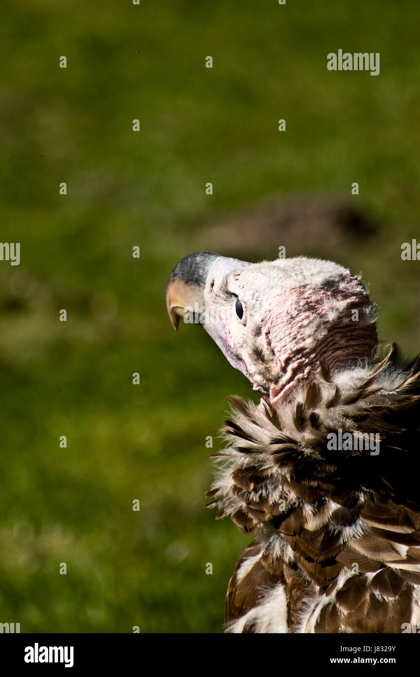 Afrique de l'oiseau prédateur de la faune vautour big tête énorme grande puissance extrême Banque D'Images