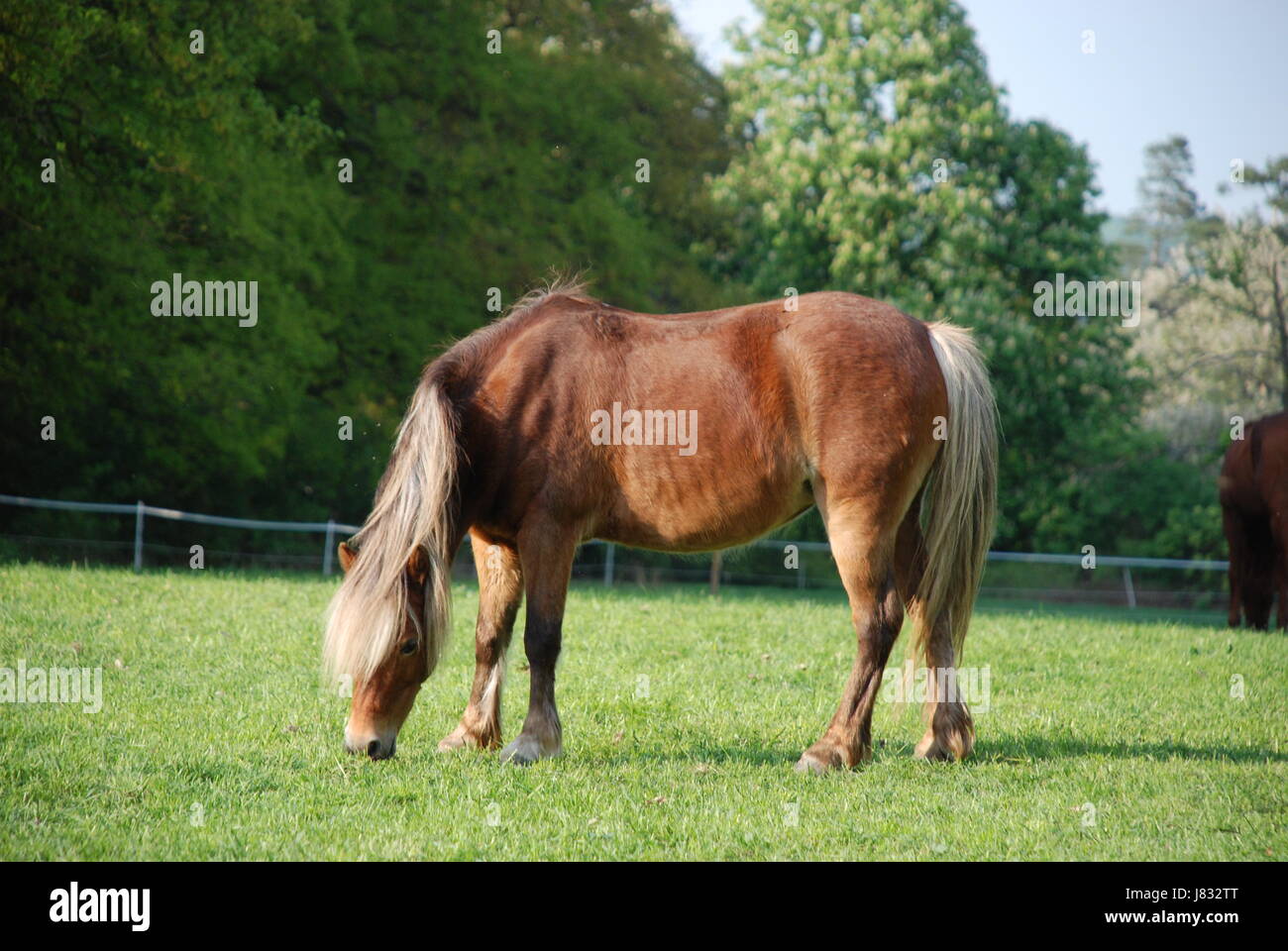 Cheval poney social comportement conduite du troupeau de chevaux Cheval poney à la taille du troupeau Banque D'Images