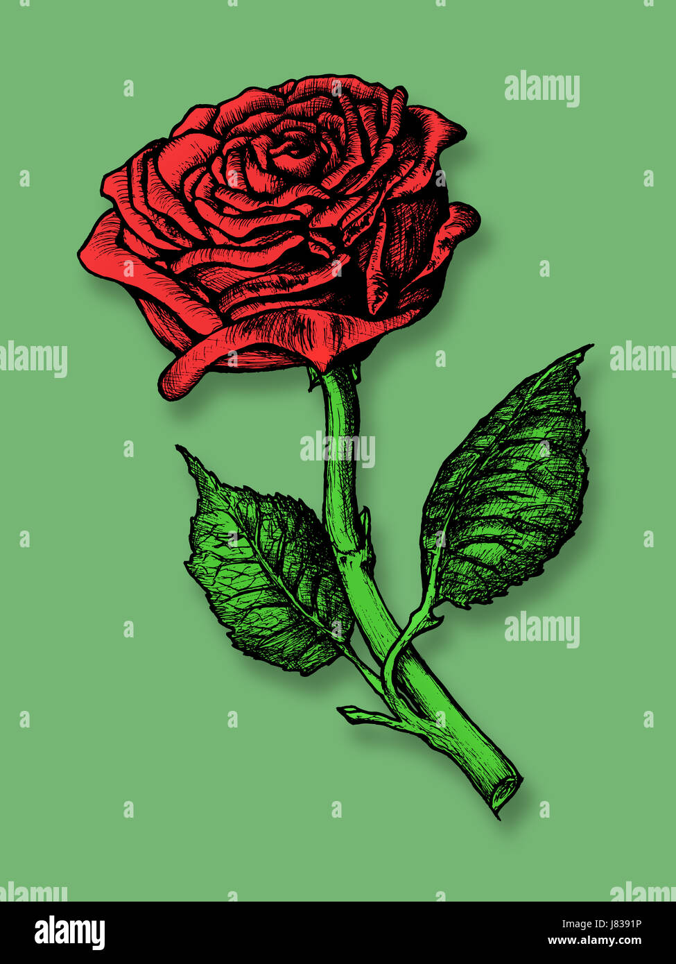 Plante fleur rose photo dessin photo libre de copier la zone hachurée romance déduction Banque D'Images