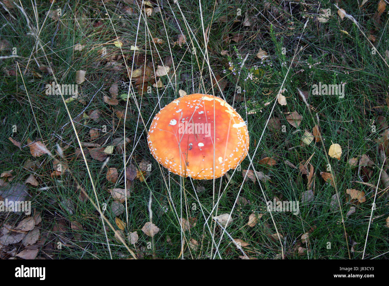 Un bel poisoneaus (champignons) à l'automne. Banque D'Images