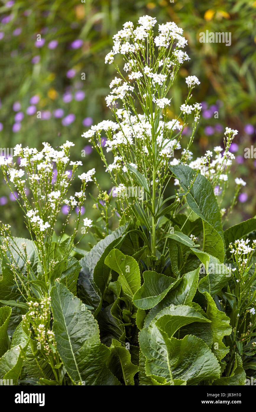 Fleur de raifort, Armoracia rusticana, fleurs et feuilles Banque D'Images