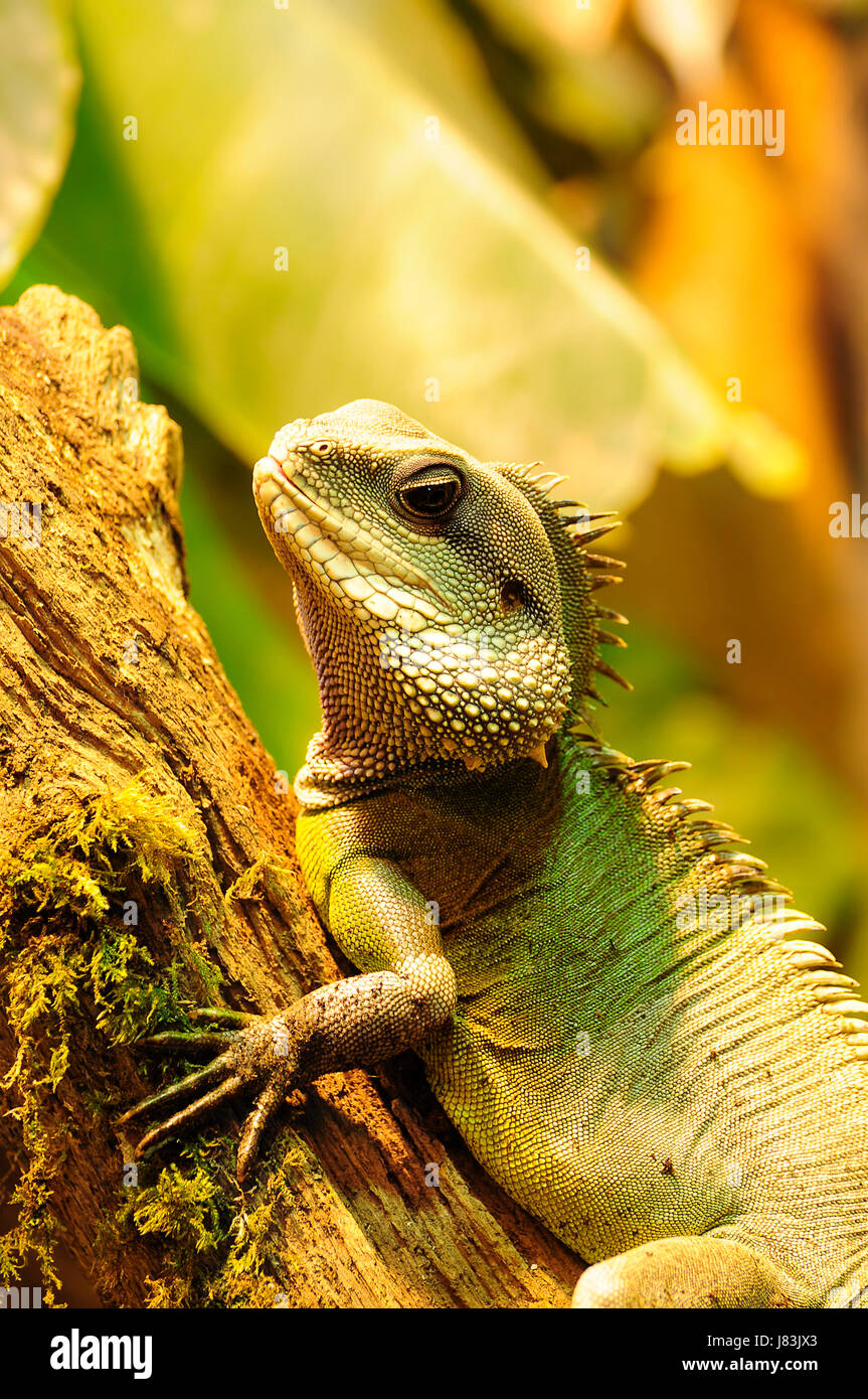 Gros plan détail lézard reptile wild eye peau d'iguane la faune créature Banque D'Images