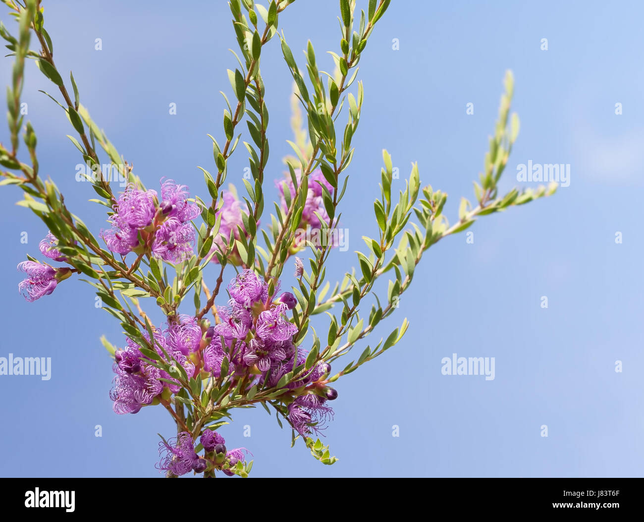 Fleurs sauvages de l'Australie, Melaleuca thymifolia, connu sous le nom de miel de thym ou de myrte myrte miel dentelle rose contre le ciel bleu Banque D'Images