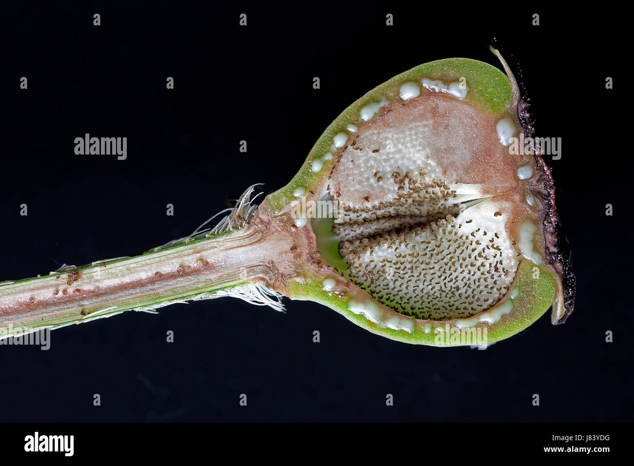 La section longitudinale au moyen d'une capsule de graines de pavot Banque D'Images
