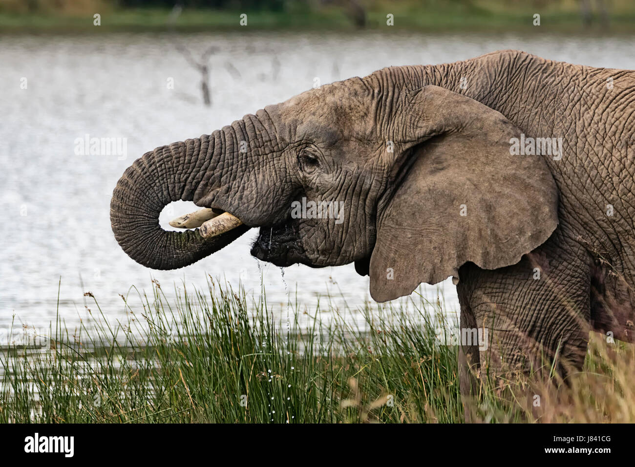 L'eau potable de l'éléphant Banque D'Images