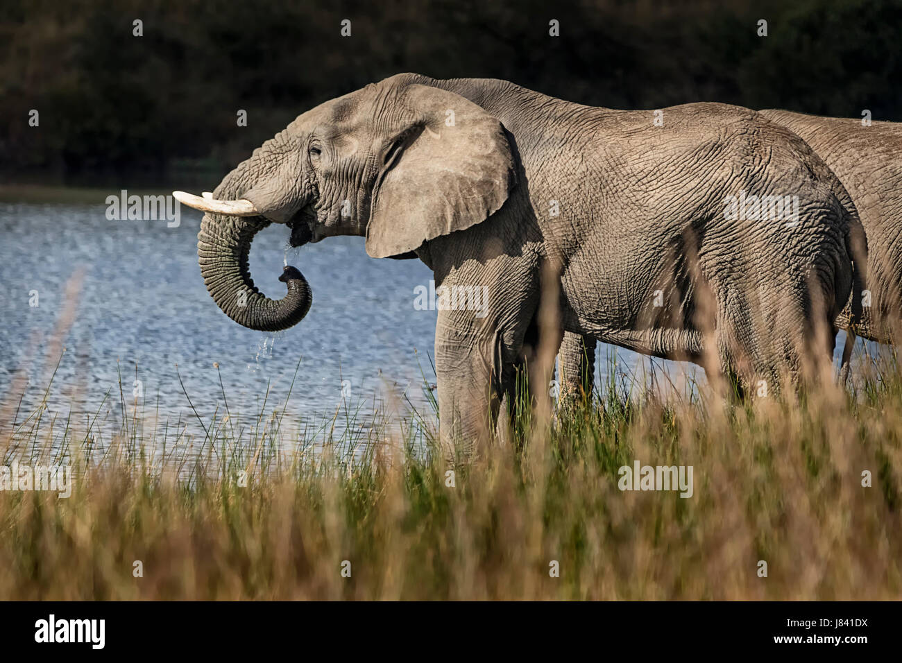 L'eau potable de l'éléphant Banque D'Images