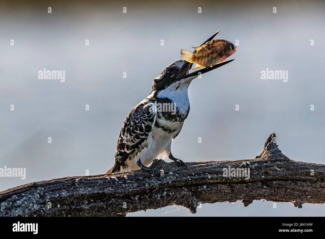 Pied Kingfisher fish Banque D'Images