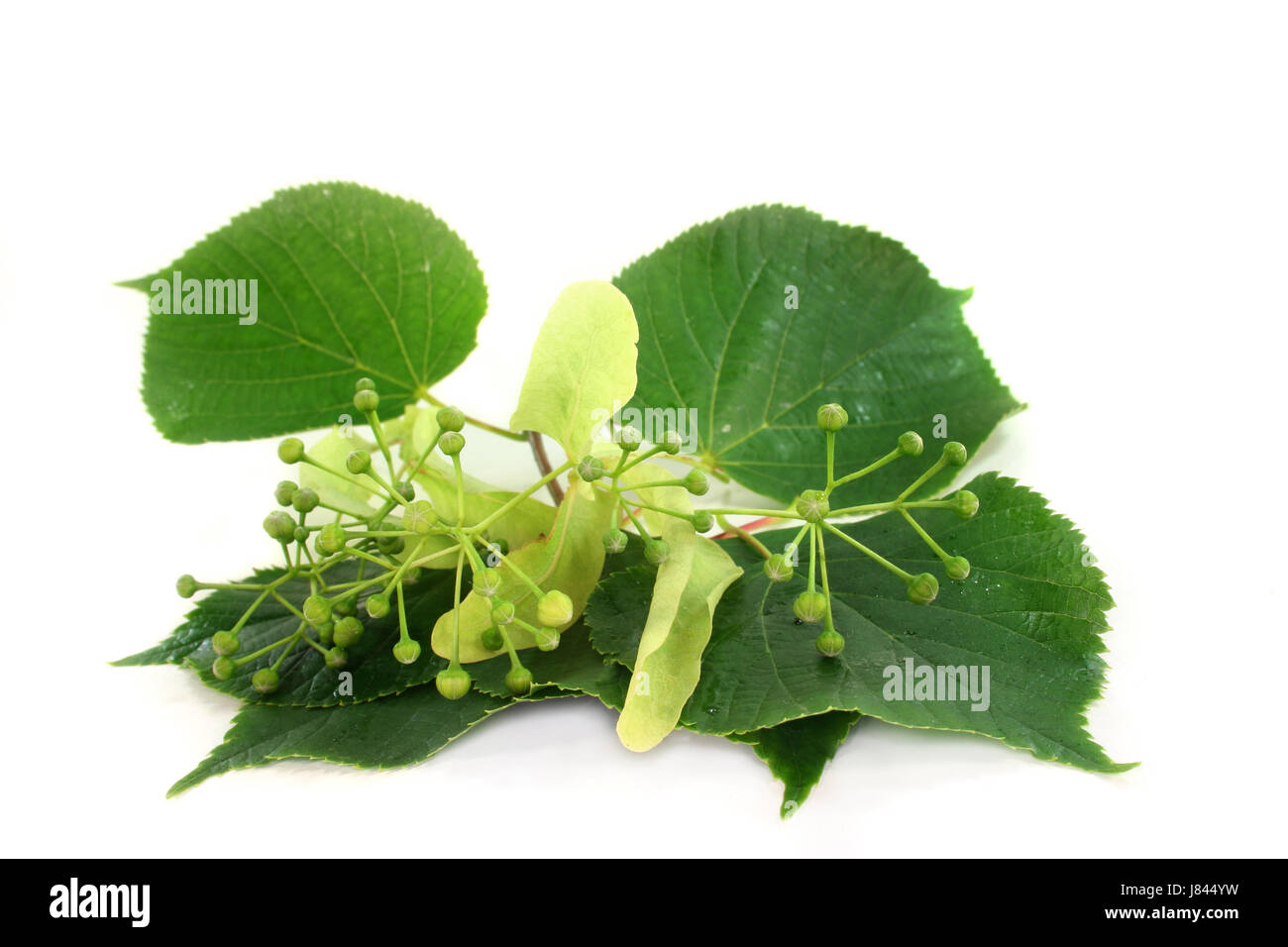 Fleurs de relaxation santé thé sain purge lime vert blanc feuilles de relaxation Banque D'Images