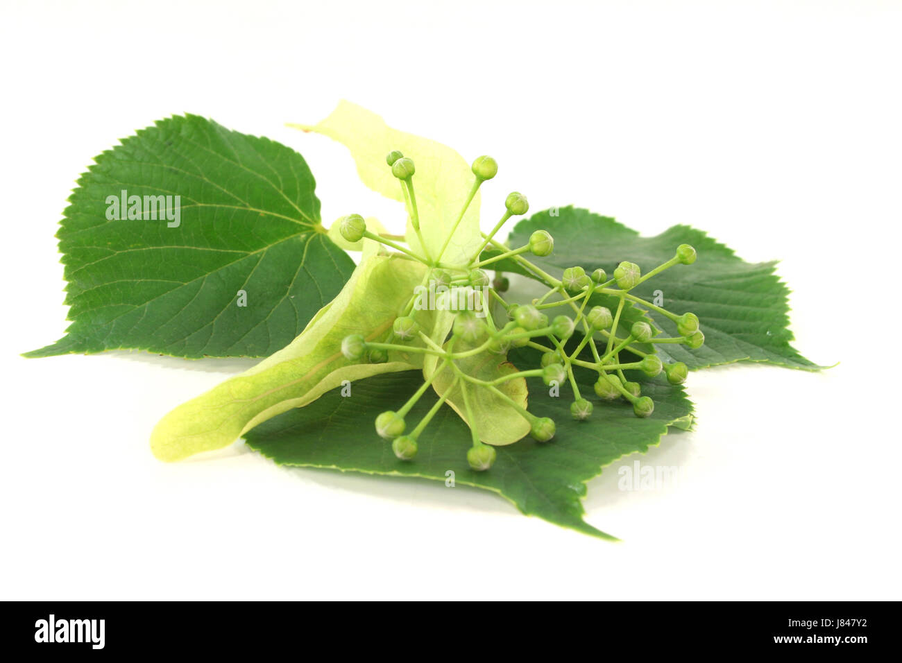 Fleurs de relaxation santé thé sain purge lime vert blanc feuilles de relaxation Banque D'Images