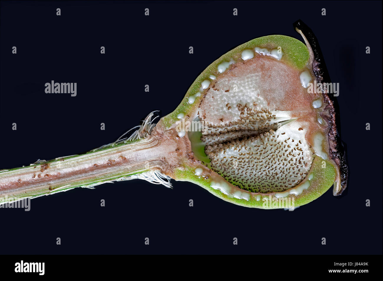La section longitudinale au moyen d'une capsule de graines de pavot ii Banque D'Images