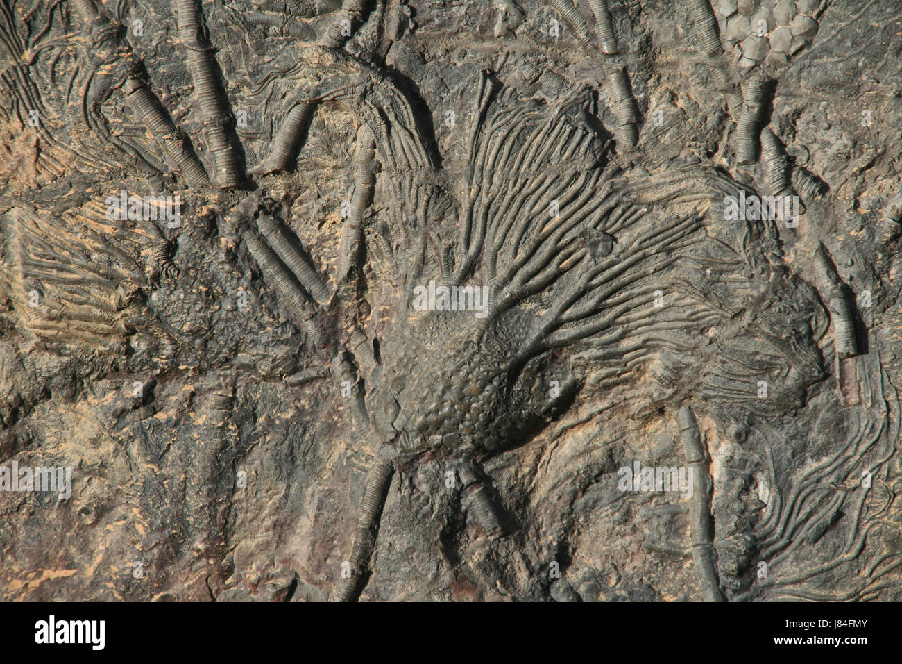 Fossiles maroc calices fossilizations dalle de pierre d'échinodermes maroc pétrifié Banque D'Images